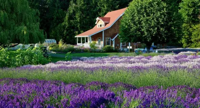 purple-haze-e1616185312602