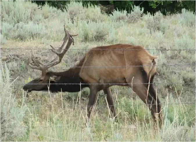 elk-with-chronic-wasting-disease
