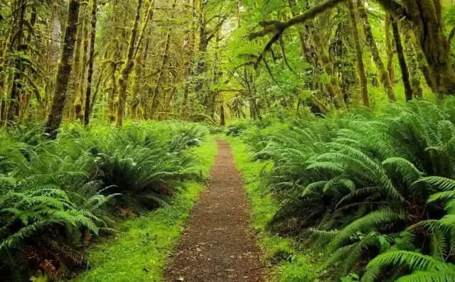 onp-trail-e1566345566786