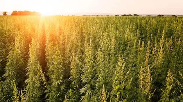 istock_042019_marijuanafarm