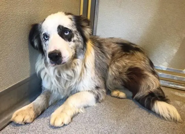 doggy1-e1700526913368