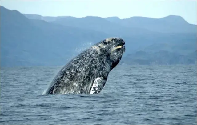 gray-whale-e1700530199168