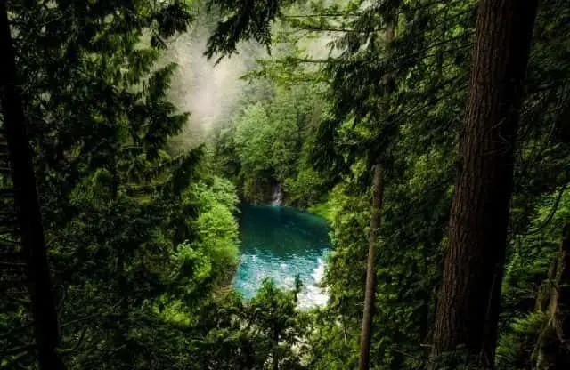 forest-water2-e1553208714284