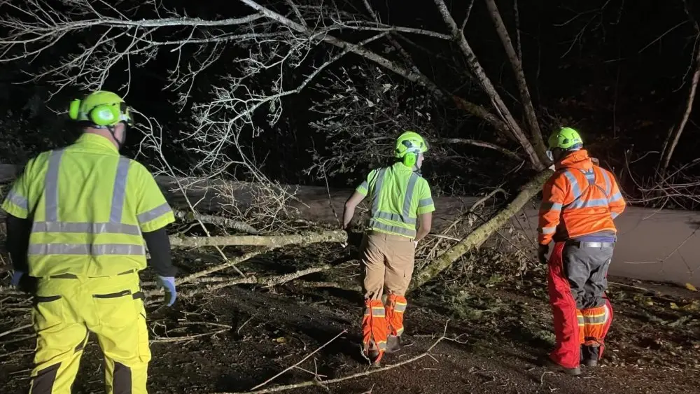 trees-down-e1732316772732