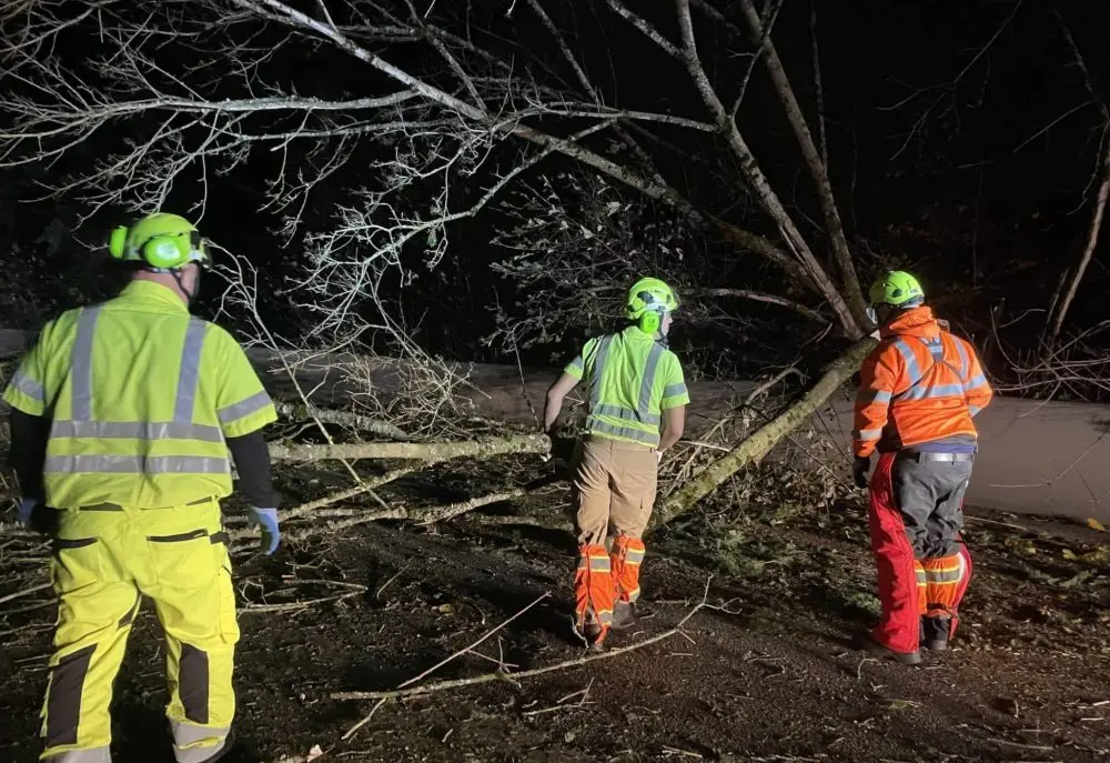 trees-down-e1732316772732