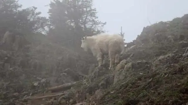 mountain-goat2-e1595464185794