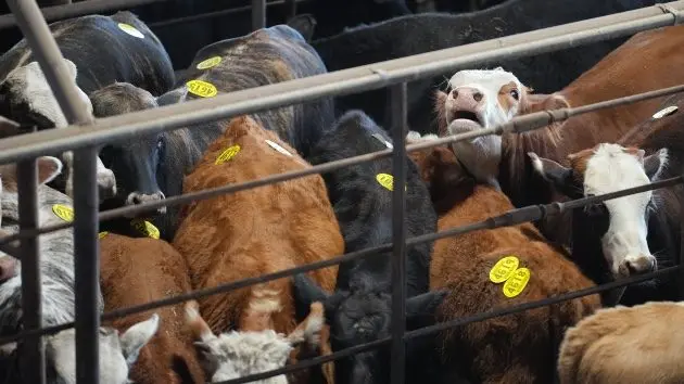 getty_attle_102325760619