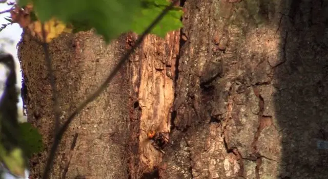 hornet-nest-e1603486291898