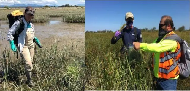 spartina-edit-e1653350121782