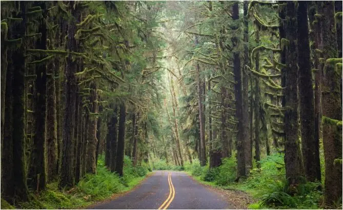 hoh-rainforest-road