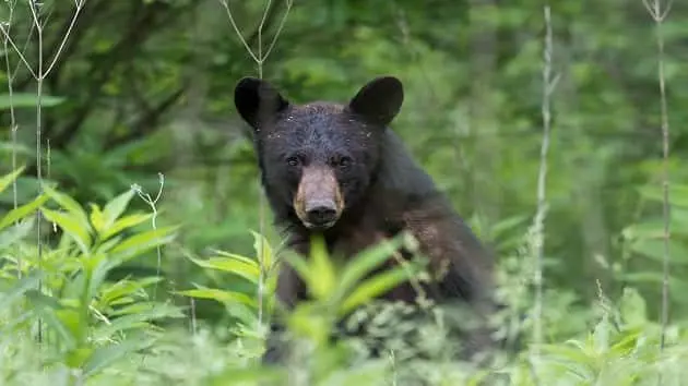 black-bear-stands-and-stares-in-great-smoky-mountains-grass