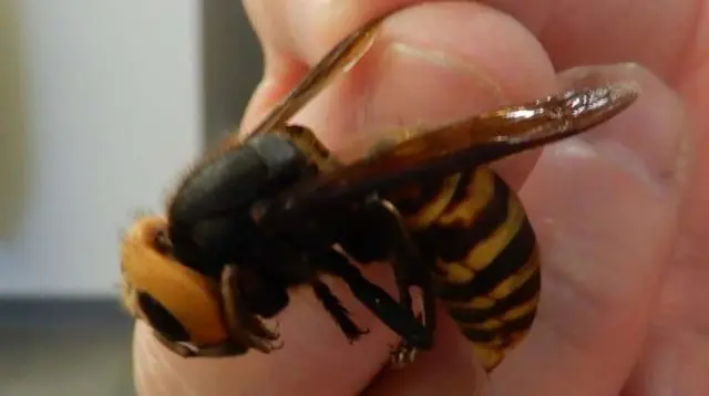 asiangianthornetinhand-e1577206935631