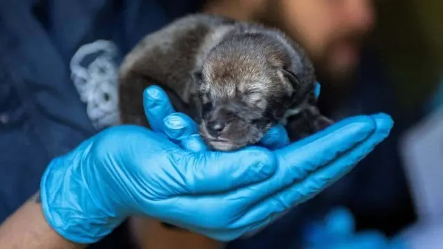 redwolfpups-e1558733211516