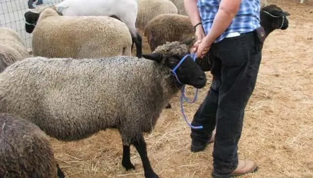 fair-2-e1590798292626-4