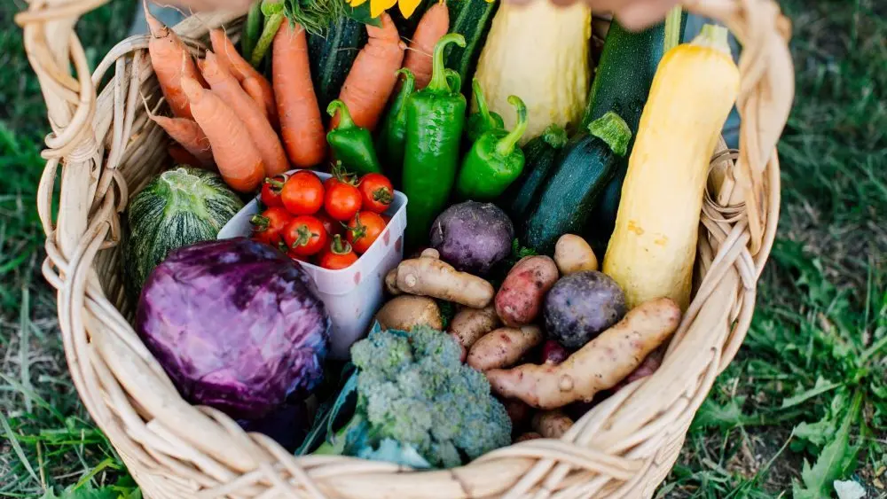 csa-farm-photo-e1756141575777