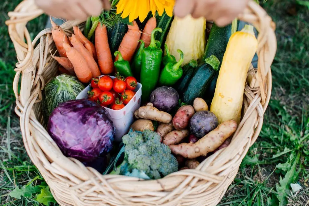 csa-farm-photo-e1756141575777