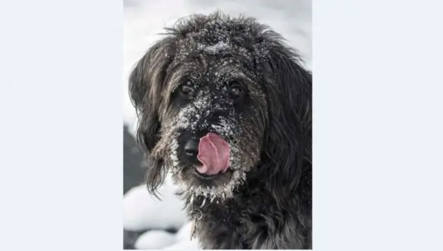 snowdog-e1574708895906