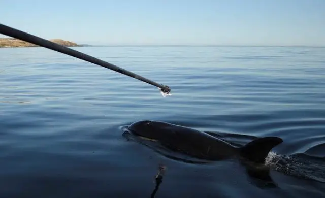 orca-e1536959231530-3