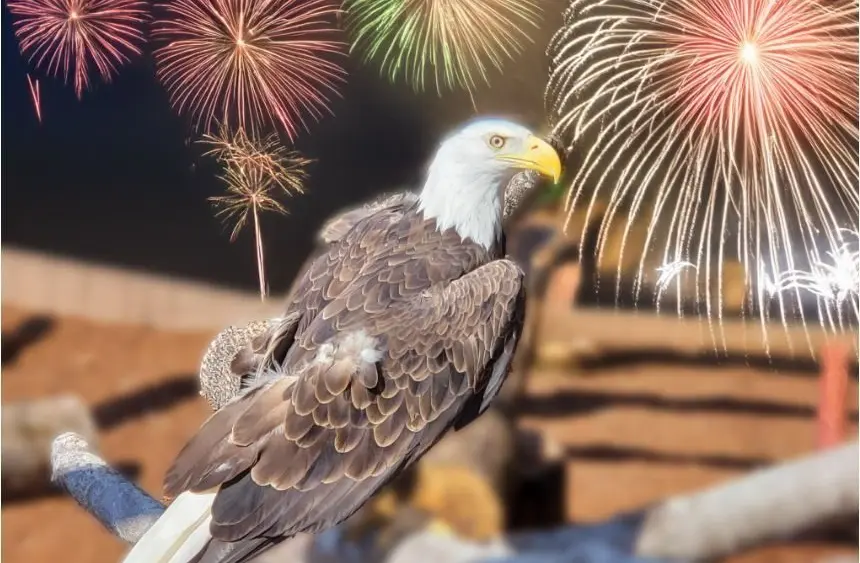 fireworks-eagle