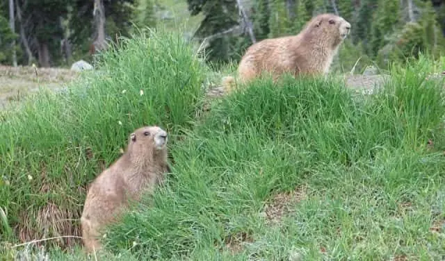 two-marmots-e1569619622523