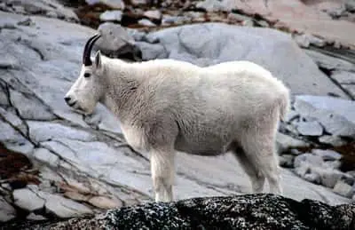 mountain_goat