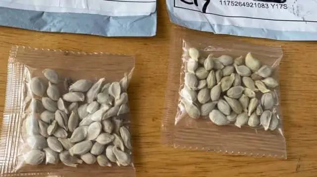 seedsfromchina-e1595963594140