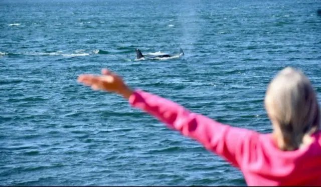 orcas-return-e1627500521891