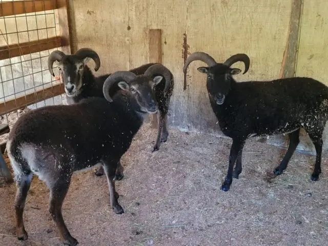 hopper-sheep-e1661811780699