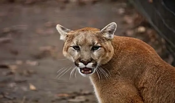 the-cougar-puma-concolor-in-the-zoo