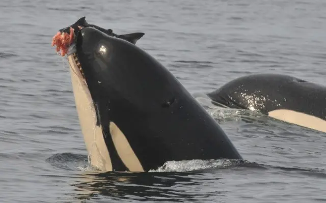 orcasalmon-e1540949081704