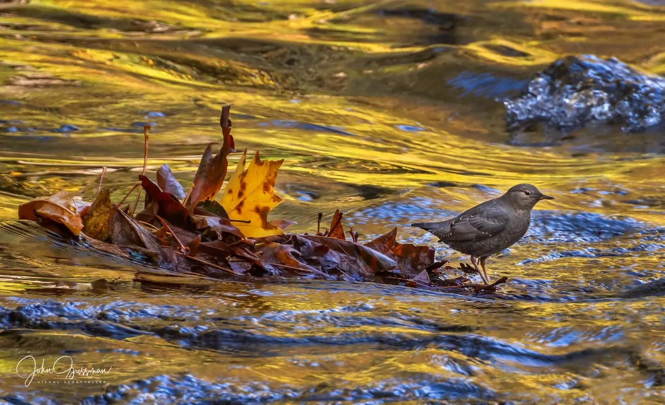 american-dipper-by-john-gussman
