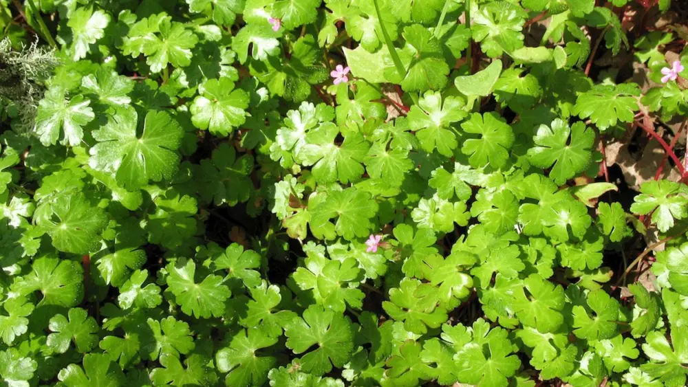 shiny_geranium_infestation2