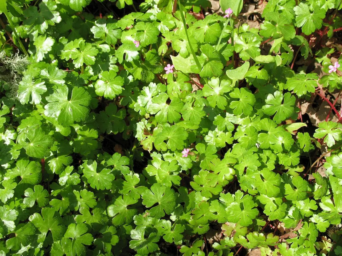 shiny_geranium_infestation2