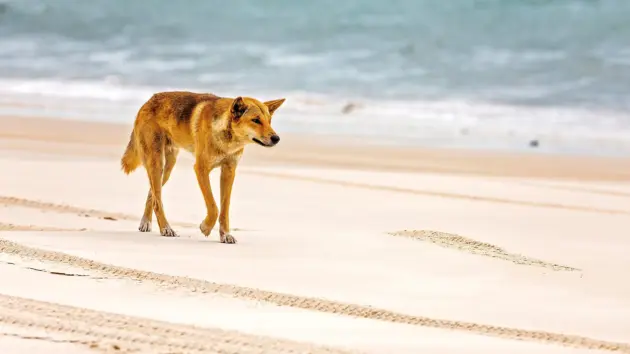 news_dingo_012026866204