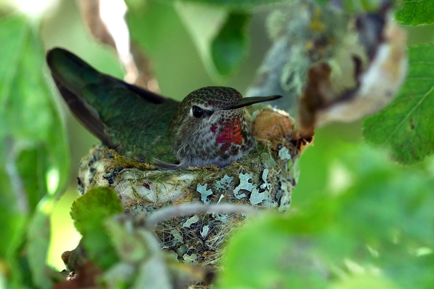 annas-hummingbird-female-on-nest-by-dow-lambert
