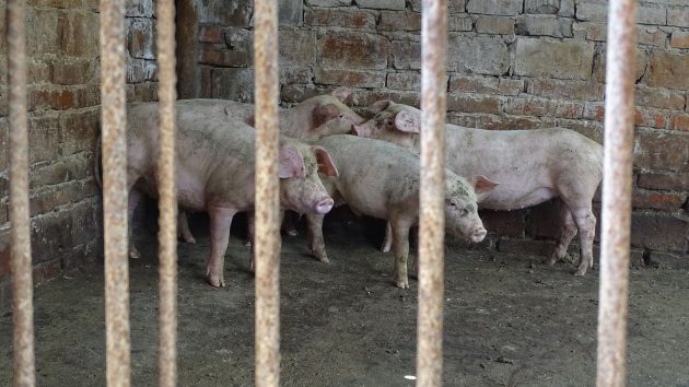 Possible person-to-person swine flu case reported in Spain. Should we be concerned?
