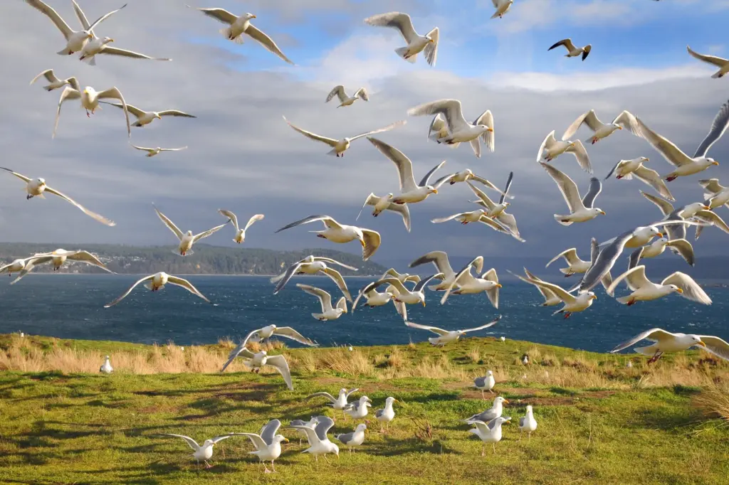 gulls-in-flight-on-protection-island-by-peter-davis-usfws