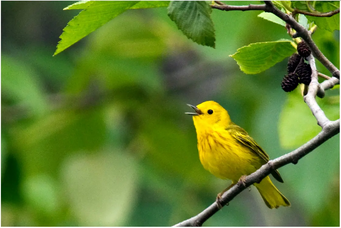 yellow-warbler-singing-by-dow-lambert