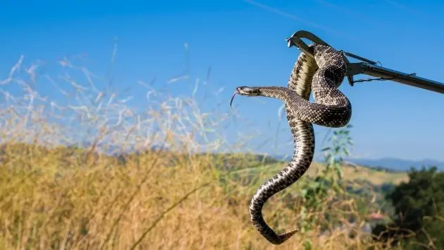 getty_rattlesnake_042226870924