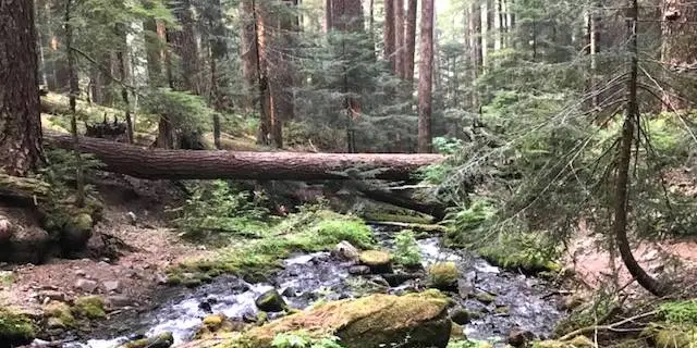 forest-buffer