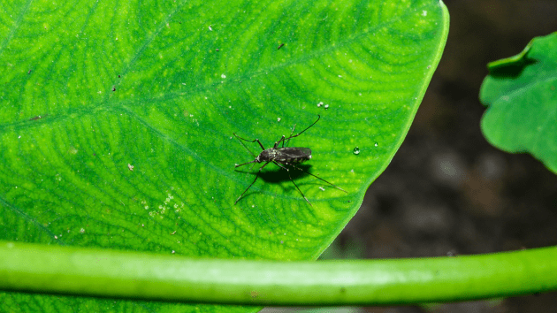 Texas reports state’s 1st human case of West Nile virus this year