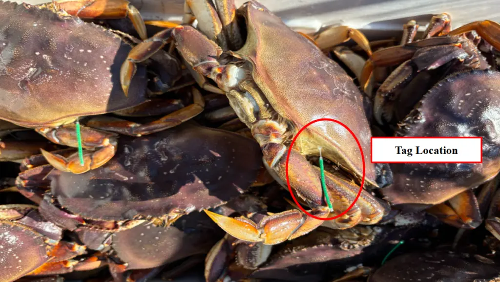 jst-crab-tag-location