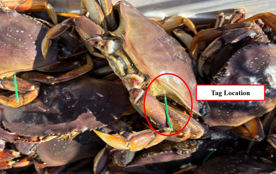 jst-crab-tag-location