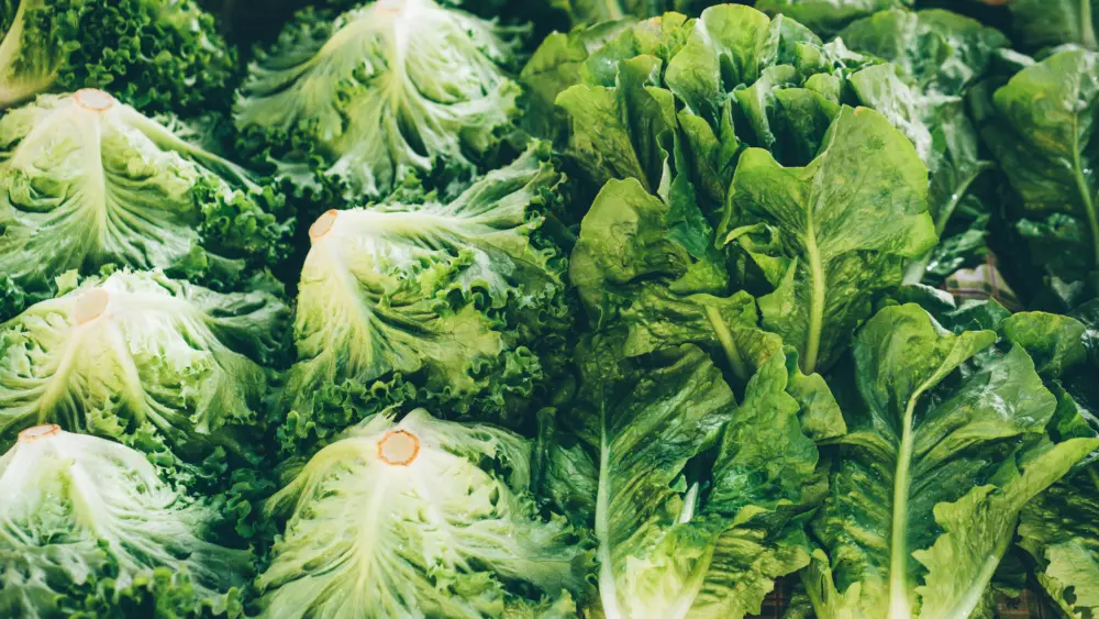 getty_lettuce_080626648328