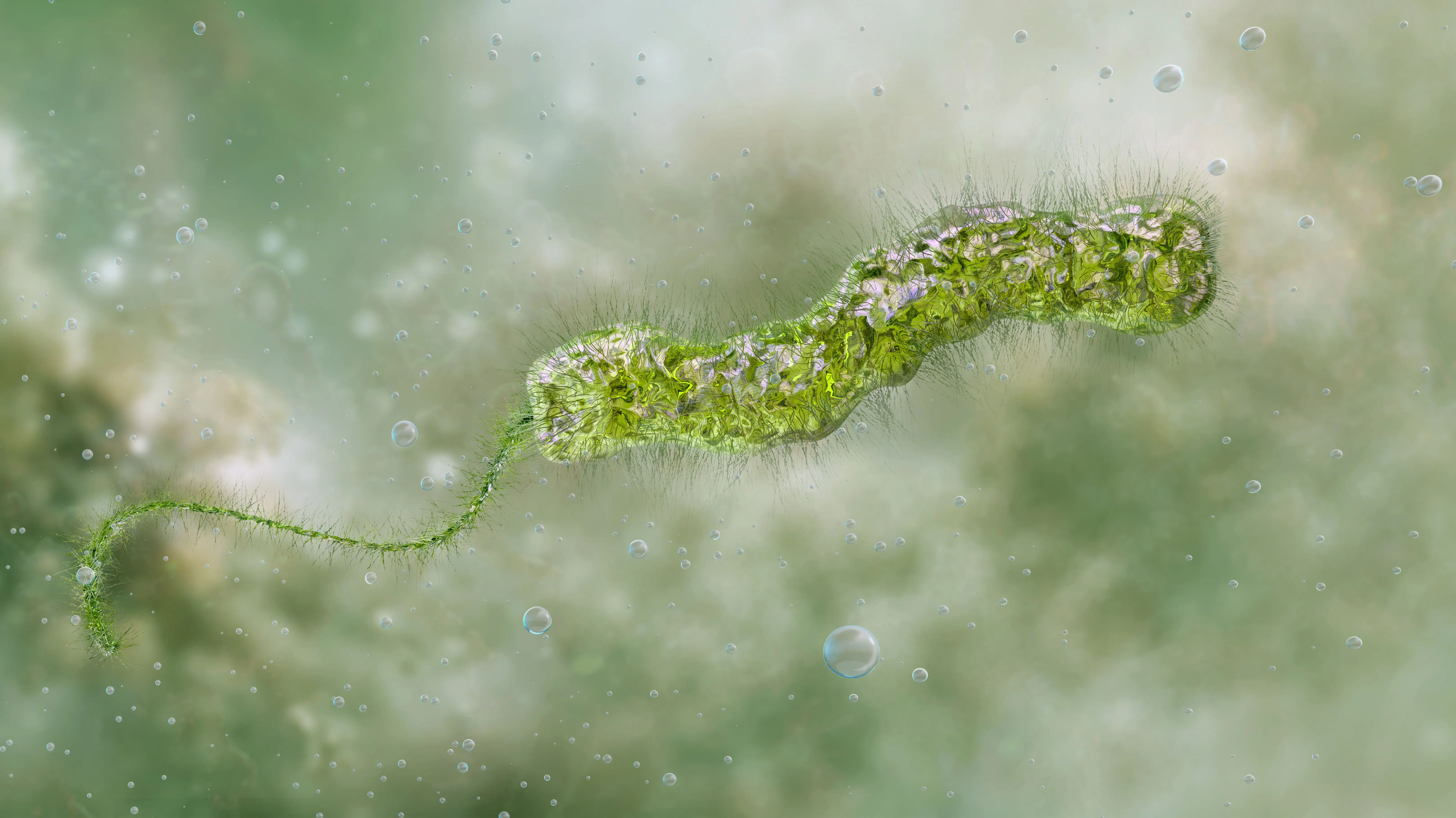 getty_flesheatingbacteria_080726667064