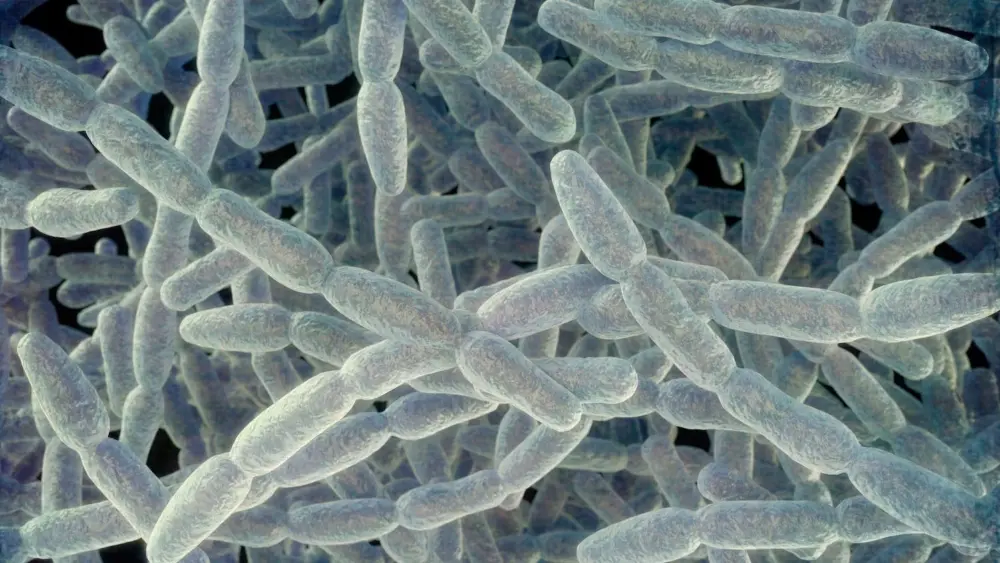 getty_legionellapneumophilabacteria_091126395217
