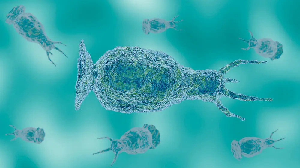 getty_braineatingamoeba_091626233644
