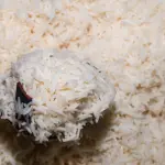 getty_rice-923427371-150x150400452-1