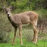 white-tailed_deer_at_greenough_park_missoula