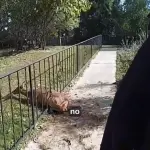 deer-saved-my-msp-150x150667471-1